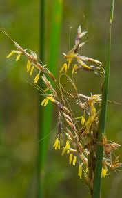 Image result for Sorghastrum