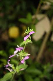 Image result for Dicliptera minor