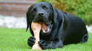 Can Dogs Eat Pork Bones From Ribs Or Pork Chops Are They Safe