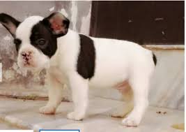 We did not find results for: Chow Chow And French Bulldog Puppies For Sale Adarsh Nagar Jaipur Adaalo