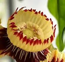 Image result for Napoleonaea septentrionalis