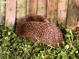 Der Igel Jager In Der Nacht Planet Schule Swr Wdr Youtube Igel Igel Bilder Bilder