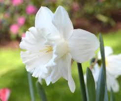 Daffodil Mount Hood Daffodils Bulb Flowers Daffodil Bulbs
