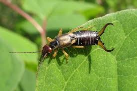 Unfortunately, earwigs also eat ornamental and edible plants in the garden including many flowers, soft fruits and corn silk. How To Control Earwigs In The Garden Leaf Root Fruit Gardening Services