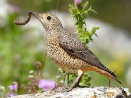 Image result for Corchorus saxatilis