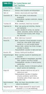 The Cranial Nerves And Their Functions Cranial Nerves Cranial Nerves Function Mnemonics