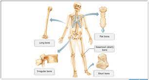 Long bones, especially the femur and tibia, are subjected to most of the load during daily activities and they are crucial for skeletal mobility. Mastering A P Chapter 6 Bones And Skeletal Tissues Flashcards Quizlet
