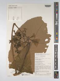 Image result for Myrianthus arboreus