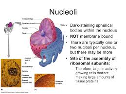 Cells with an enclosed nucleus are called eukaryotic cells. Cell Structure And Function Ppt Download