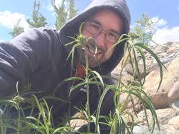 Starting And Caring For Milkweed Grow Milkweed Plants