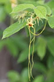 Image result for Strophanthus nicholsonii