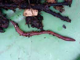 Most people consider nightcrawlers of benefit to their lawns, but sometimes too much apply the insecticide in the evenings for best results, as worms tend to come to the surface of the lawn in the cooler hours of the night. Worms Worms What To Do Shadyside Worms