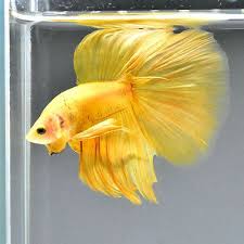 Male Betta Fish Half Moon Super Yellow Gold B Premium Grade From Thailand Betta Betta Fish Pet Fish