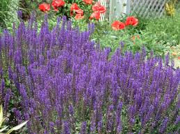 Visit the van meuwen blog for more monthly gardening tasks. May Night Salvia Hgtv