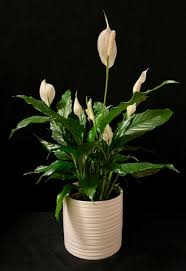 Image result for Spathiphyllum