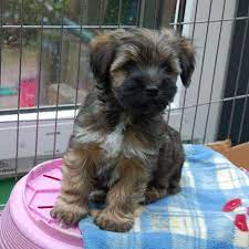 tibet terrier rangshi hobbyzucht woche 9 tiere pinterest tibet terrier welpe tibet terrier und terrier