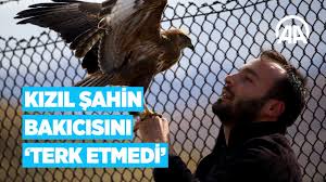 Kizil Sahin Bakicisini Terk Etmedi Youtube
