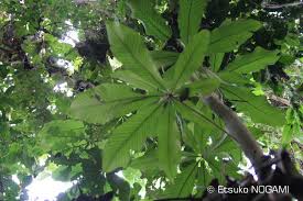 Image result for Myrianthus arboreus