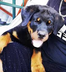 There are so many loving adoptable pets right in your community waiting for a family to call their own. Beautiful Male Rottweiler Pup Cape Winelands Dogs Puppies Public Ads 151896