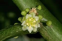Image result for Clutia swynnertonii
