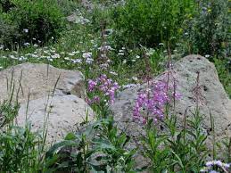 We did not find results for: Wildflowers Picture Of Grand Mesa Grand Junction Tripadvisor