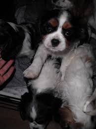 Check spelling or type a new query. Cavalier King Charles Spaniel All Boys Both Tri And Blenheim For Sale In Bancroft Ontario Nice Pets Online