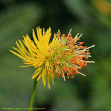 Image result for Neptunia oleracea