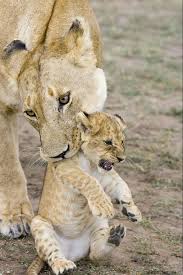 Pin By Bruna Franciele Campos On Animals African Lion Cute Baby Animals Animals Beautiful
