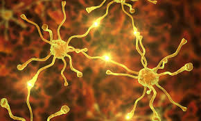 Motor Neuron Disease Electrical Signalling Pathways Mapped Find out about the morton's neuroma is where a nerve in your foot is irritated or damaged. motor neuron disease electrical