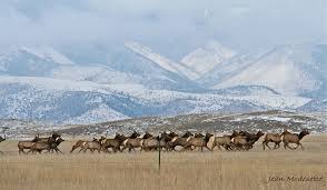 Image result for Passerina montana