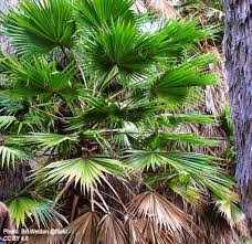 Image result for Wiesneria filifolia