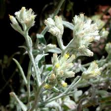 Image result for Pseudognaphalium oligandrum