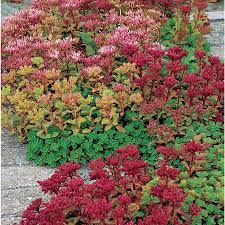 I have a lot of creeping thyme cultivars in my rock garden. Ground Cover At Lowes Com