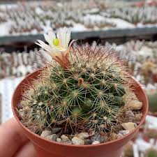 The cactus family has many genera, one of them is the genus mammillaria. Mammillaria Carretii Uhlig Kakteen More Than 5 000 Different Species