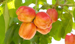 Fruits are seed houses for trees; 10 Exotic Fruits To Try About Exotic Fruit
