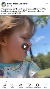 Are persimmons safe for dogs to eat?