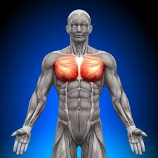 The pectoralis major and minor. Chest Muscle Anatomy