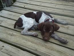 Below is a sample search of our german shorthaired pointer breeders with puppies for sale. My German Shorthaired Pointer Puppy Arwin At 13 Weeks German Shorthaired Pointer German Shorthaired Pointer Training Pointer Puppies
