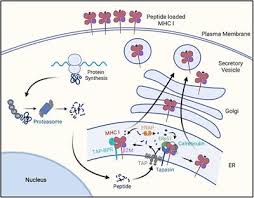 Animal cell lacking in nuclei would also lack in. Frontiers Cancer Immune Evasion Through Loss Of Mhc Class I Antigen Presentation Immunology