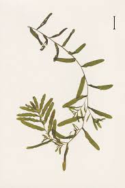 Image result for Potamogeton crispus