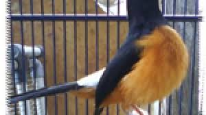 Murai batu (mb) bordan adalah istilah untuk menyebut murai batu hasil perkawinan silang antara murai batu borneo dan murai batu medan. Murai Batu Borneo Naik Daun Di Jabodetabek Om Kicau