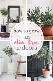 The Easy Way To Growing An Olive Tree Indoors It Is Possible Check Out My Indoor Gardening Article Easy Ga Olive Tree Olive Trees Garden Growing Olive Trees