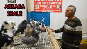 21 06 2020 I S T Edirnekapi Kus Ve Guvercin Pazari Youtube