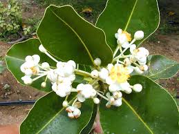 Image result for Calophyllum