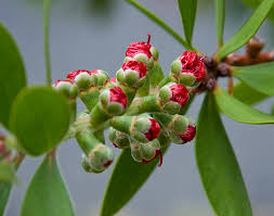 Red butterfly ginger, hedychium 'tara', orange bottlebrush ginger. The Tale Of The Bottlebrush Tree Getting Grounded