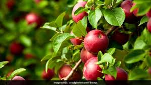 Winter is the time to order fruit trees from catalogs (to be shipped in the spring bare root—no soil on the roots), and spring the in addition to choosing them for their fruit, whether you're planning to. 5 Most Popular Fruit Bearing Trees And Their Benefits Ndtv Food