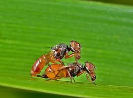 Any time that a natural predator they are actually a type of yellow jacket from the genus dolichovespula. June 2012 Things Biological Page 3