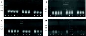 Medunarodna organizacija za pomoc i razvoj, g. Biological Activity Of Bis Pyrazolylpyridine And Terpiridine Os Ii Complexes In The Presence Of Biocompatible Ionic Liquids Inorganic Chemistry Frontiers Rsc Publishing Doi 10 1039 D0qi01540g