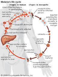 malaria causes symptoms treatment prevention britannica