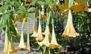 Angel's trumpet brugmansia suaveolens, is nutrient dense herb support for aches and pains, skin irritation, dermatitis, arthritis, infections, headache, rheumatism and different types of inflammations. Angel Trumpets Are Heaven Scent The Post Newspaper